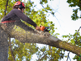 Tree Trimming Services