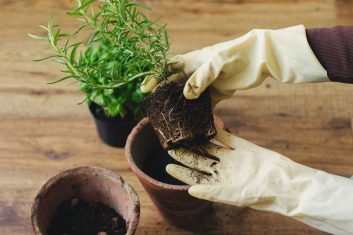 plant repotting service plant repotting service