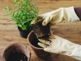 plant repotting service