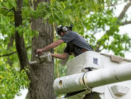 tree removal service