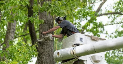 tree removal service tree removal service
